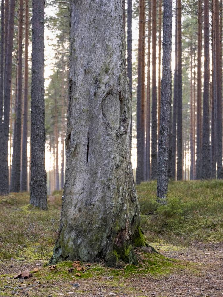 Pyhäkankaan karsikko