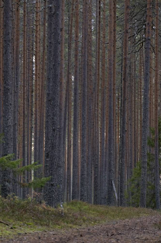 Pyhäkankaan karsikko