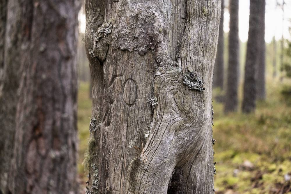 Pyhäkankaan karsikko