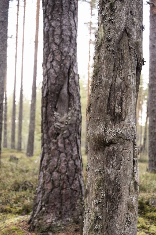 Pyhäkankaan karsikko