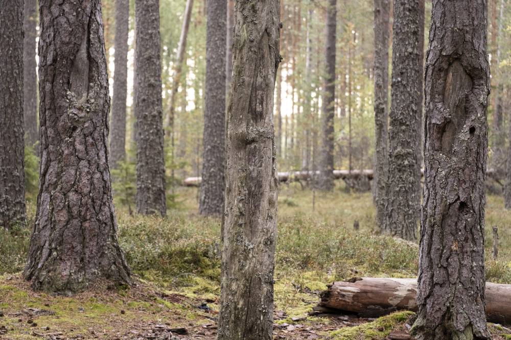 Pyhäkankaan karsikko