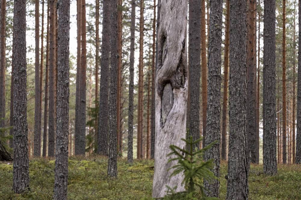 Pyhäkankaan karsikko