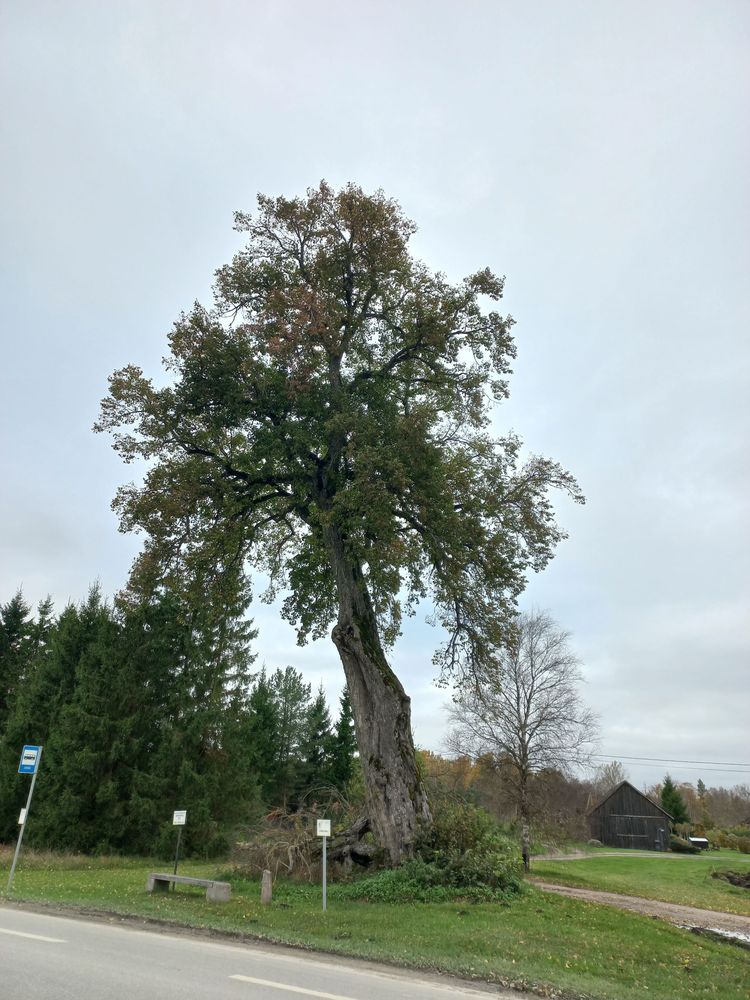 Püha puu Riinu oktoobris