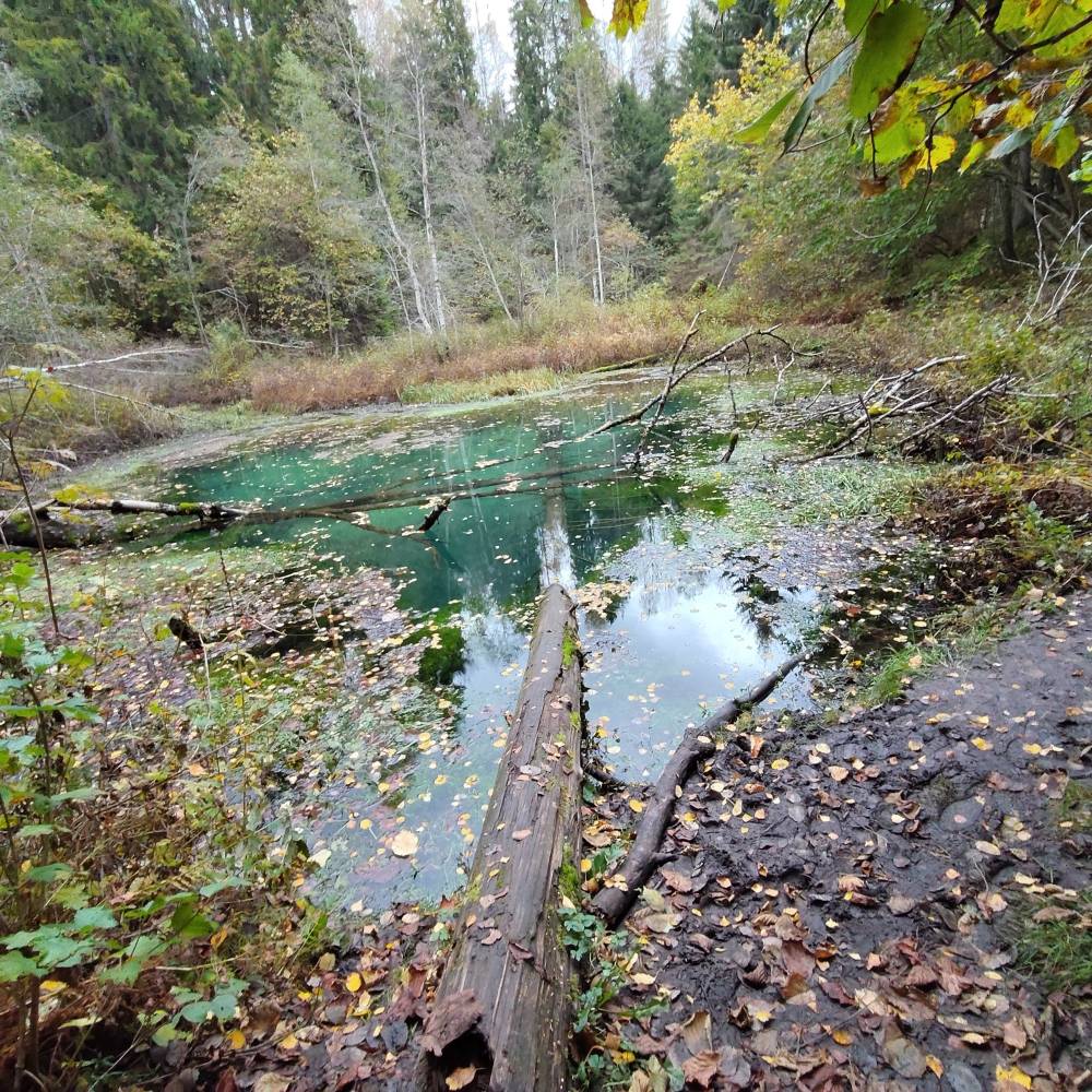 Saula Siniallikad - Siniallikas