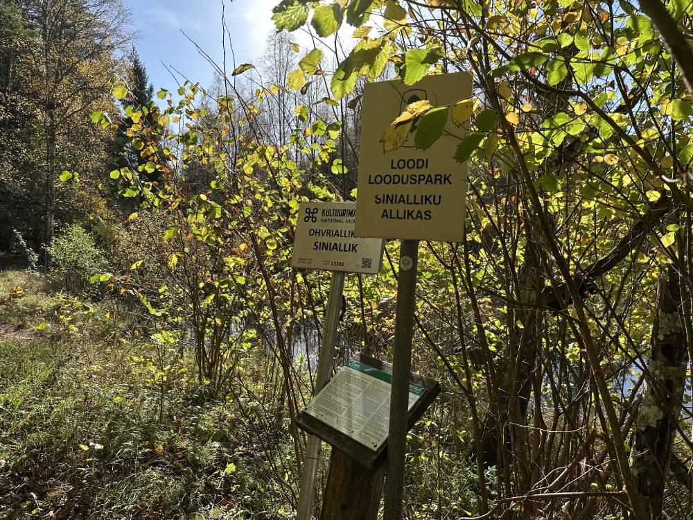 Jalutuskäik Siniallikule, jõudes kohale