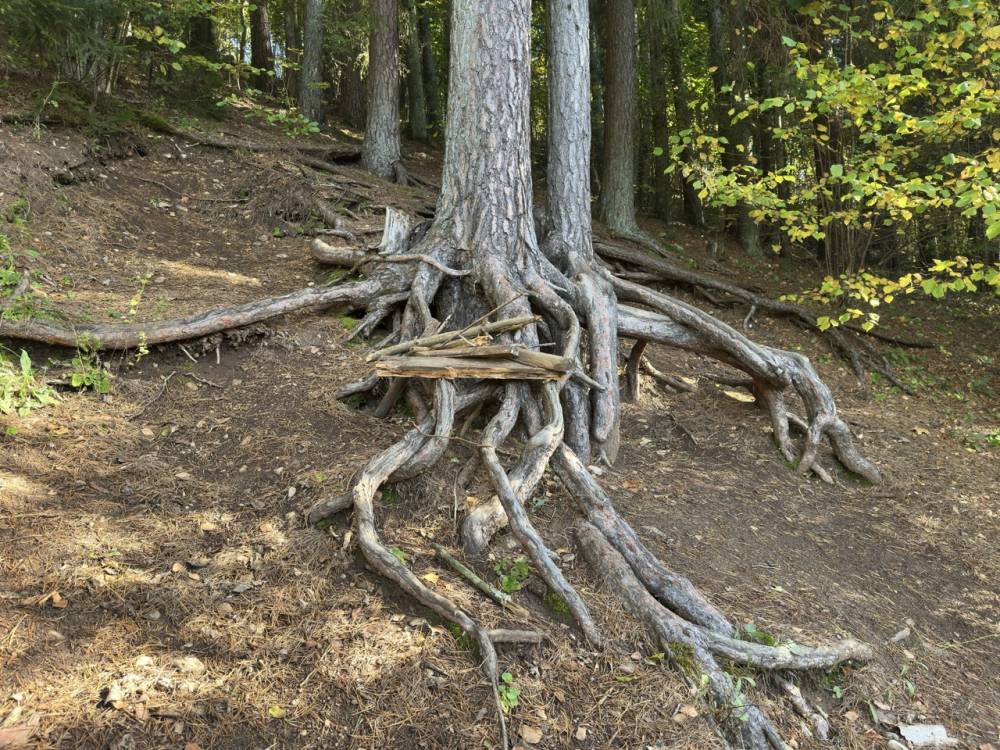 Sinialliku ääres põnevad juured