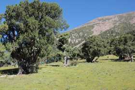 Old, multi-stemmed solitary trees in 4450m, with prayer flags extended between them. 