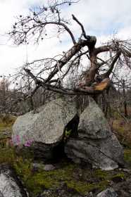 Камни и диковинные деревья Воттоваары
