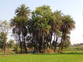 A traditional sacred grove of Bargarh district Odisha