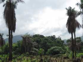 Sacred Grove in Sierra Leone