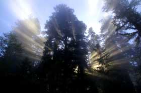 The Majestic Redwood Giants