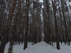 Зима в лесной чаще